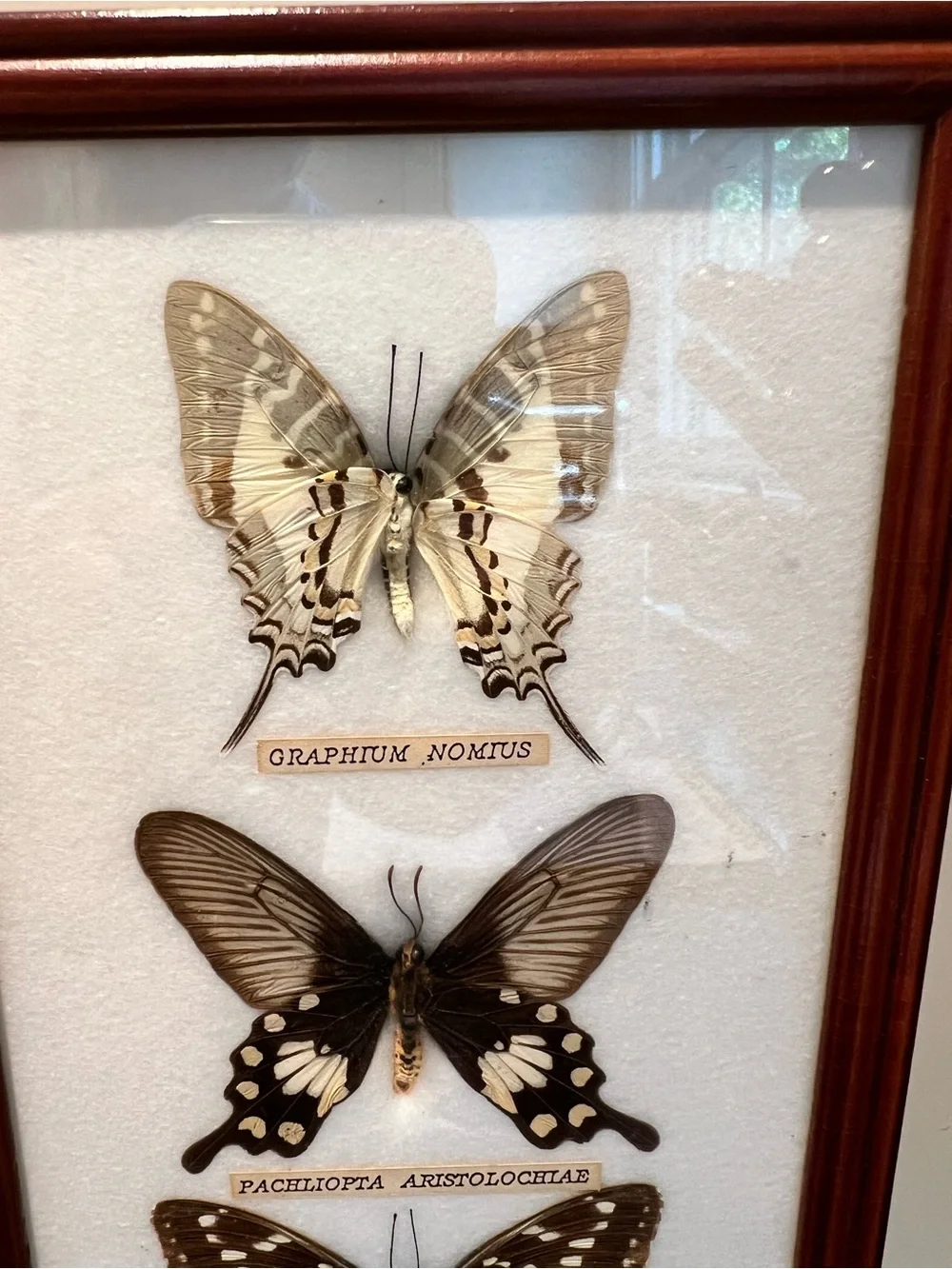 Three-Butterfly Framed Wall Art in Brown Wood Frame